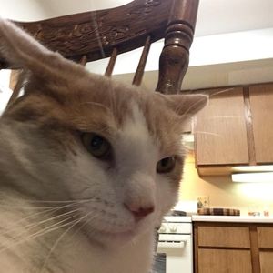 Meet your Posher, Boba